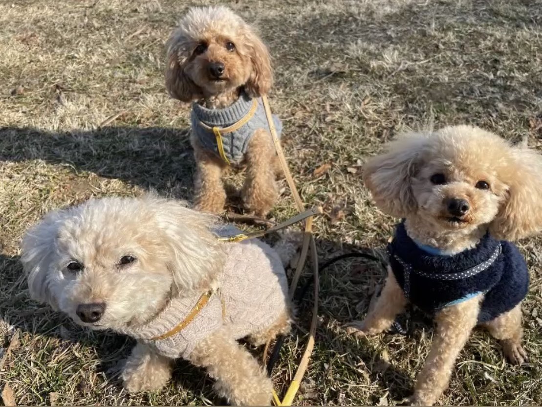tsuboi_dai's tweet photo. なごたん&amp;とっくん💕
そして息子のはるくん💕
親子3人でハイポーズ📷✨
 #toypoodles  #トイプードル  #仲良し親子  #love  #happy  #休日の過ごし方  #水元公園  #笑顔のループ  #犬好きな人と繋がりたい  #トイプードル多頭飼い  #親バカ部   #Twitterはじめました https://t.co/QKq3euzmqR