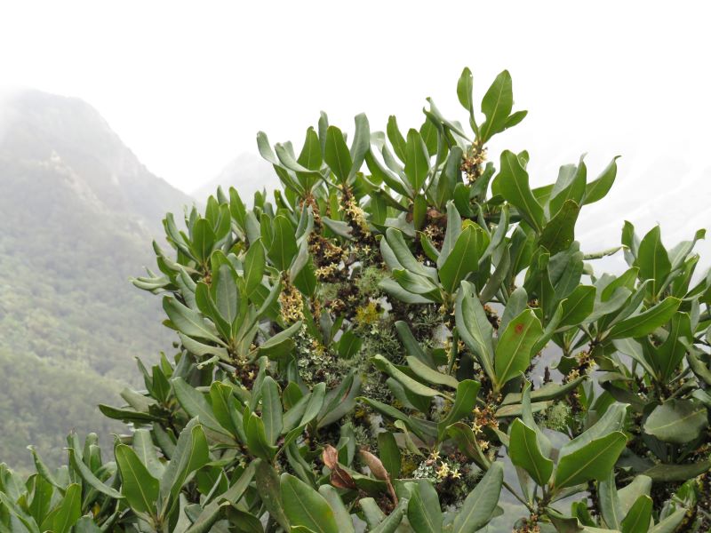 WexfordBotany1's tweet photo. Pleiomeris canaiensis high up in the rain forests on Tenerife. Lots of rain so far, not yet seen the sun https://t.co/w0SL68nP7H