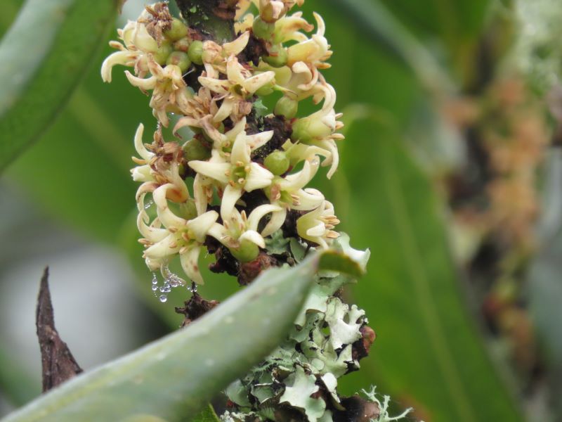 WexfordBotany1's tweet photo. Pleiomeris canaiensis high up in the rain forests on Tenerife. Lots of rain so far, not yet seen the sun https://t.co/w0SL68nP7H