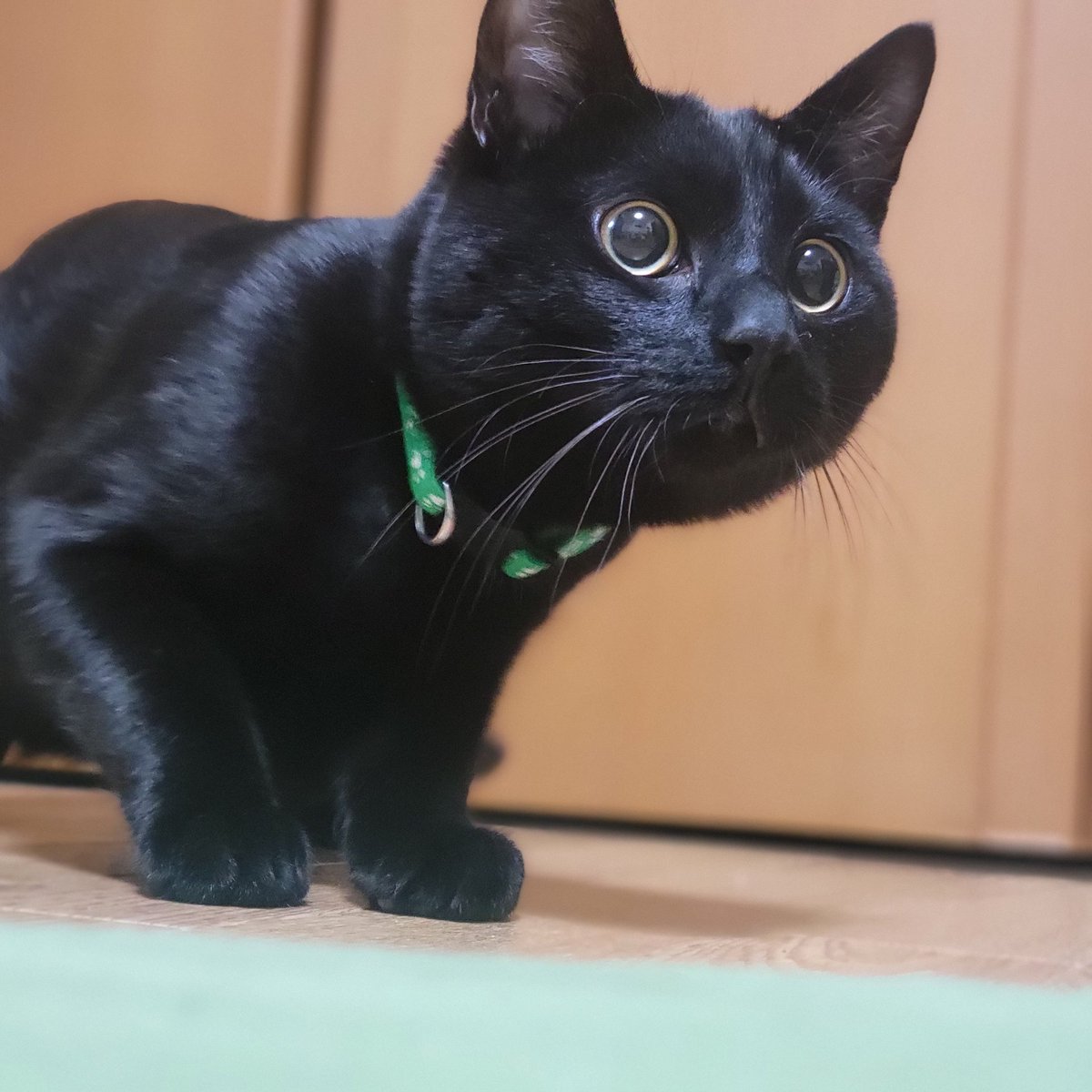 Nan__0516's tweet photo. おもちゃに飛び付く3秒前
#黒猫なん
#黒猫
#猫写真 https://t.co/FdkmjY0H6m