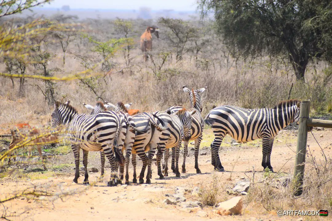 Did you know that Nairobi National Park is the oldest park in Kenya?
It was gazetted in 1946. The Park is free-ranging and is only fenced off on the areas closest to the city.
#visitkenya #nairobinationalpark @FoNNaPKenya @magicalkenya @kwskenya @Min_TourismKE