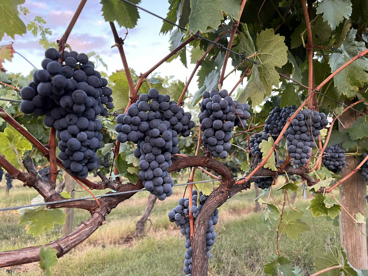 Vintage is just around the corner, which means it’s time to collect my grape samples and determine my picking program.
Who can guess what will be the first variety to pick??  
Chardonnay, Pinot Grigio, Frontignac or Tempranillo?? 
<a href="/NakedWines/">Naked Wines UK</a> <a href="/NakedWinesUS/">Naked Wines USA</a> <a href="/NakedWinesAus/">NakedWines Australia</a> #v23