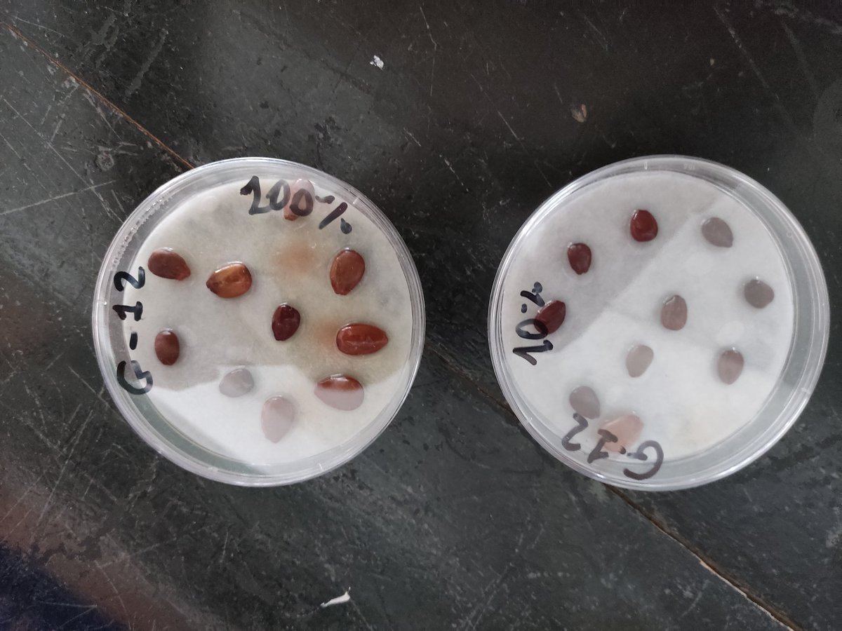 Pablo95065613's tweet photo. Hoy por fin nos germinan las semillas de algarrobo que sometimos a un procedimiento para mejorar su porcentaje de germinación.#IngAgr @etsiaab #UPM #ETSIAAB https://t.co/YVnYrKPuaA