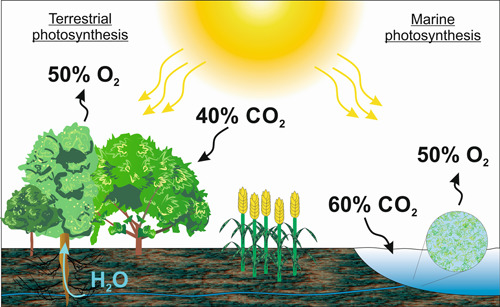 Review by @JulWal888 & @PlantPhys_Cam @plantsci @JIPBio @wileyplantsci @Cambridge_Uni Here comes the #sun: How optimization of #photosynthetic #light reactions can boost #crop #yields onlinelibrary.wiley.com/doi/10.1111/ji… #PlantSci #ClimateChange @LancsPhotosynth @PPS_UoS @rgbante_Physio