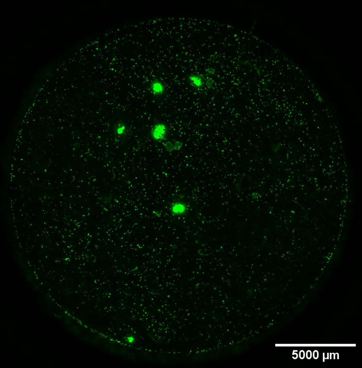 Soplas (@soplasitn) on Twitter photo #Fluorescence #microscopy has progressed as a fast, low cost, relatively simple-to-use approach for identifying and quantifying #microplastics. ESR <a href="/QNPhanLe98/">Quynh Nhu Phan Le</a> is working to validate this method for a range of #soils and different microplastic types.
<a href="/LancsUniLEC/">Lancaster Environment Centre</a> #Fluorescence #microscopy has progressed as a fast, low cost, relatively simple-to-use approach for identifying and quantifying #microplastics. ESR <a href="/QNPhanLe98/">Quynh Nhu Phan Le</a> is working to validate this method for a range of #soils and different microplastic types.
<a href="/LancsUniLEC/">Lancaster Environment Centre</a>