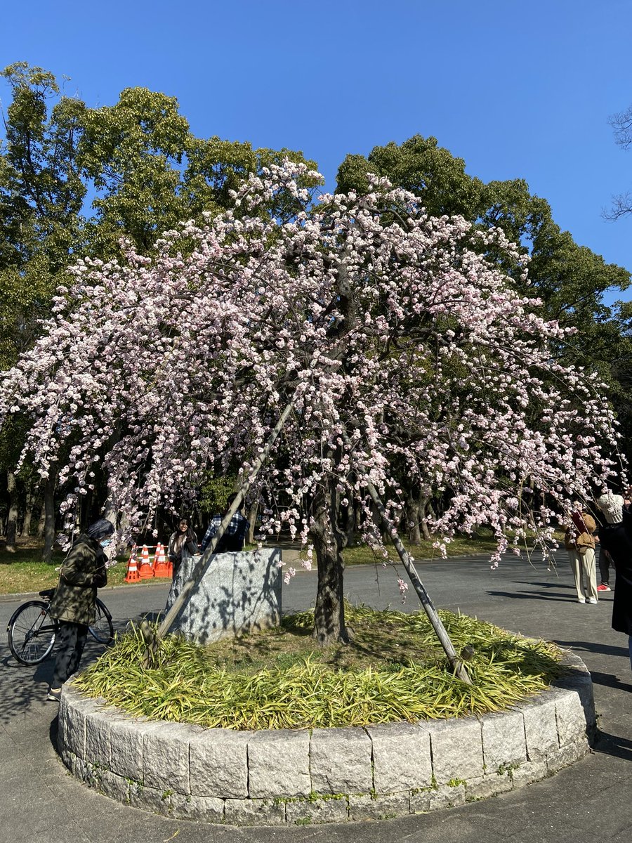 LisaChe06201511's tweet photo. A walk in the park. https://t.co/KHFFr7gUck