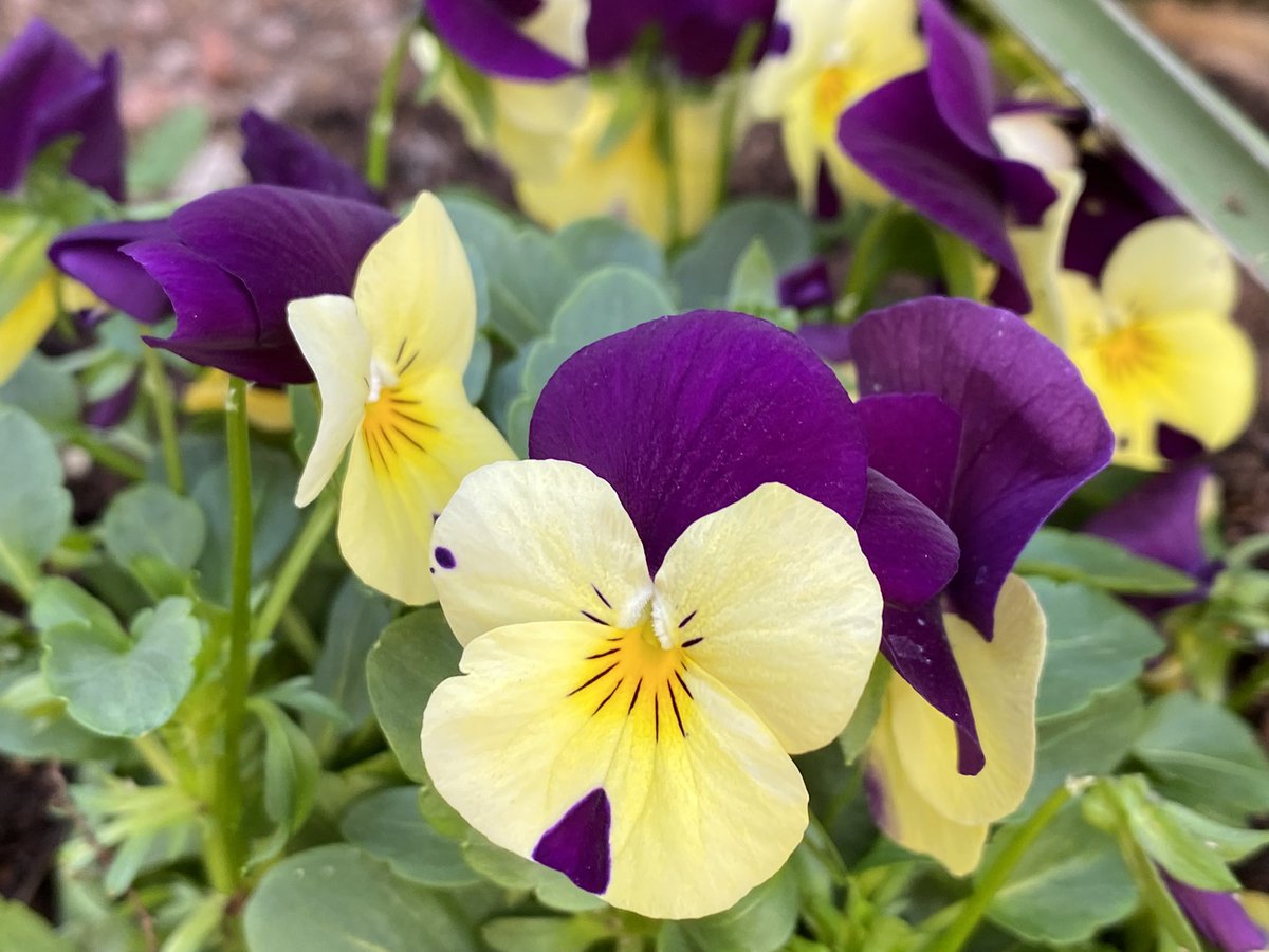 kathy_husser's tweet photo. Pansies survived the storm ☔️ yesterday. Ready for spring! 🍃#gardenshour #garden #flowers https://t.co/DQIYdwU19j