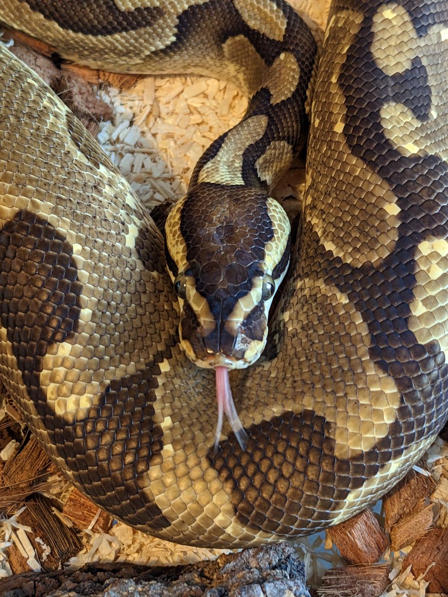 snektangle's tweet image. Lada 🌯
#RoyalPython