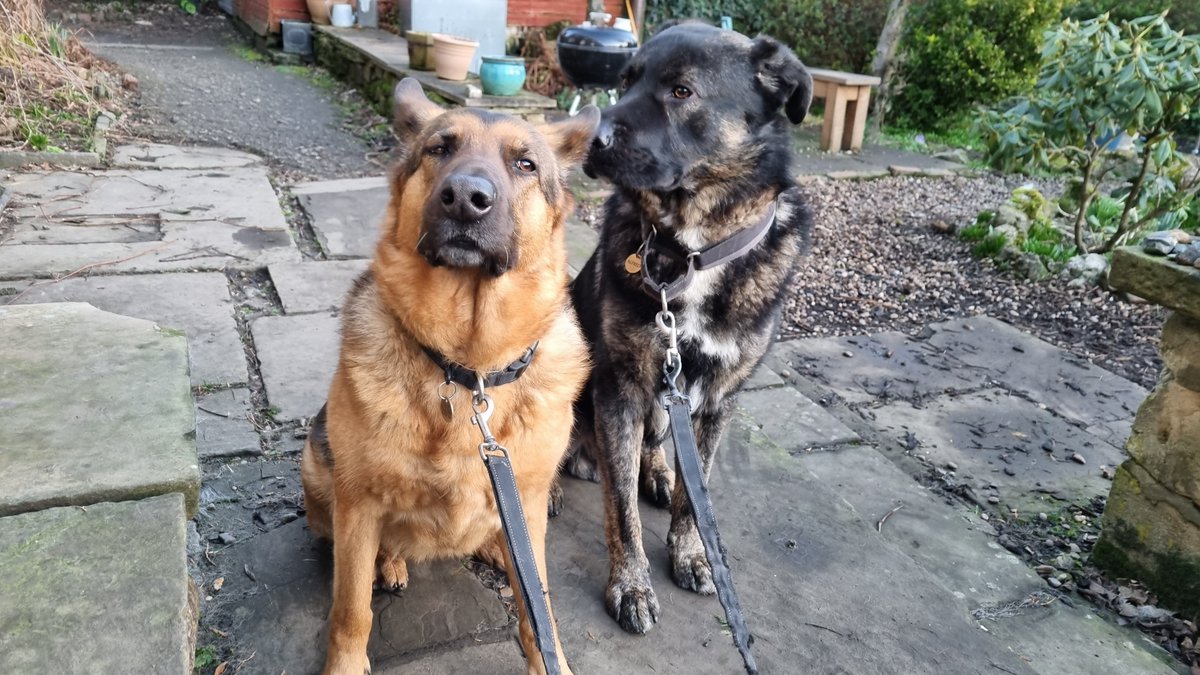 cellostudio's tweet photo. Call me paranoid, but I'm pretty sure my dogs are plotting against me. #shifty #coup #conspiracy https://t.co/Xu2xIUM2kJ