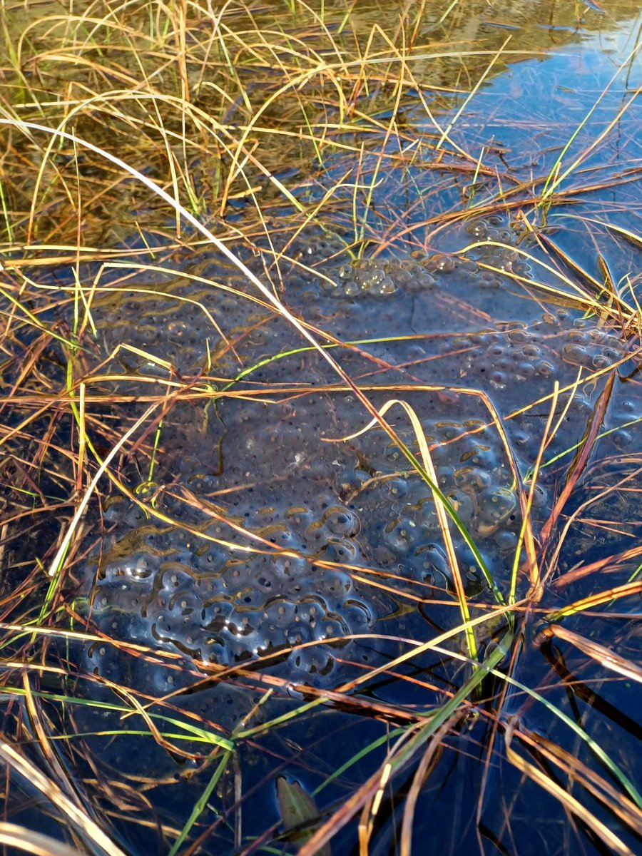 Cwm_Idwal's tweet photo. Grifft Broga yng Ngwm Idwal ๐ธ
Dewch nol dros y dyddiau nesaf i weld sut mae'r rhain yn datblygu.
#gwanwyn #natur #Chwefror https://t.co/8gnrHGvYDl