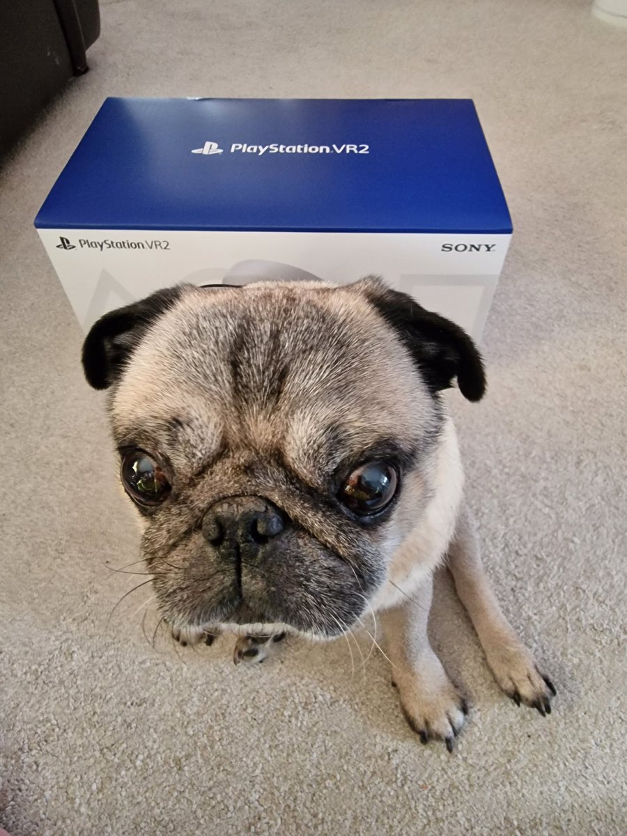 JamboAngela's tweet photo. Ignore your new toy and play with me! 
The actual reality of living with a pug... #needyAF https://t.co/mfX3MlErBz