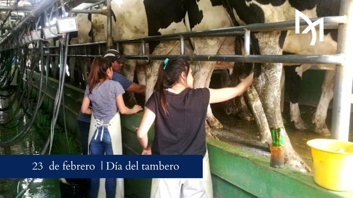 ajmendizabal's tweet photo. ¡Feliz día a nuestros amigos tamberos! 🐄🐄

#Díadeltambero #tambo #vacaslecheras #vacasholando https://t.co/TsdbKIc7fn