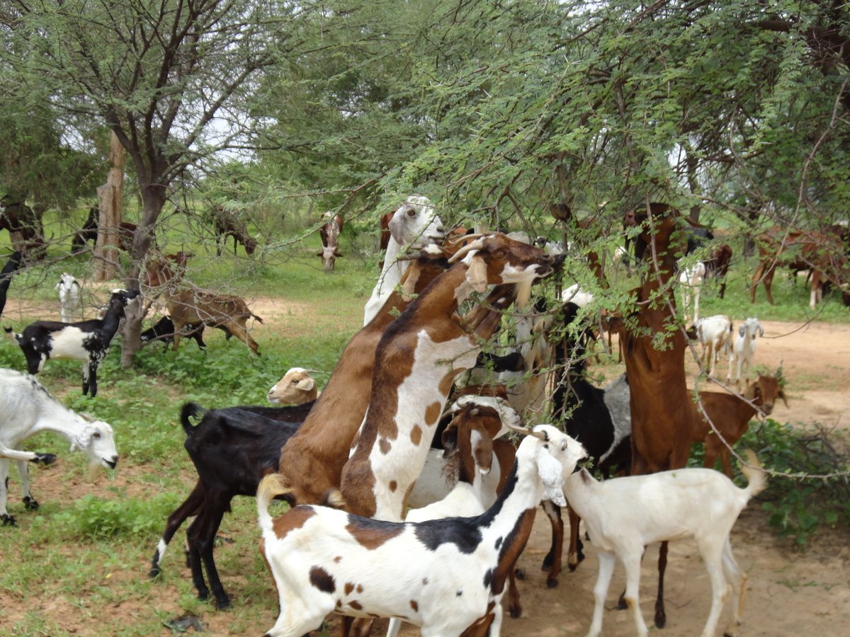 AgrhymetInfos's tweet photo. Recrutement des étudiants de la 7ème promotion du Master en Pastoralisme.
Dans le cadre du projet @praps_news  2, il est prévu d’accueillir 24 cadres des pays éligibles au projet (Burkina Faso, Mali, Mauritanie, Niger, Sénégal et Tchad) 
En savoir plus https://t.co/dPsQzId4yQ https://t.co/torIEM7Rea