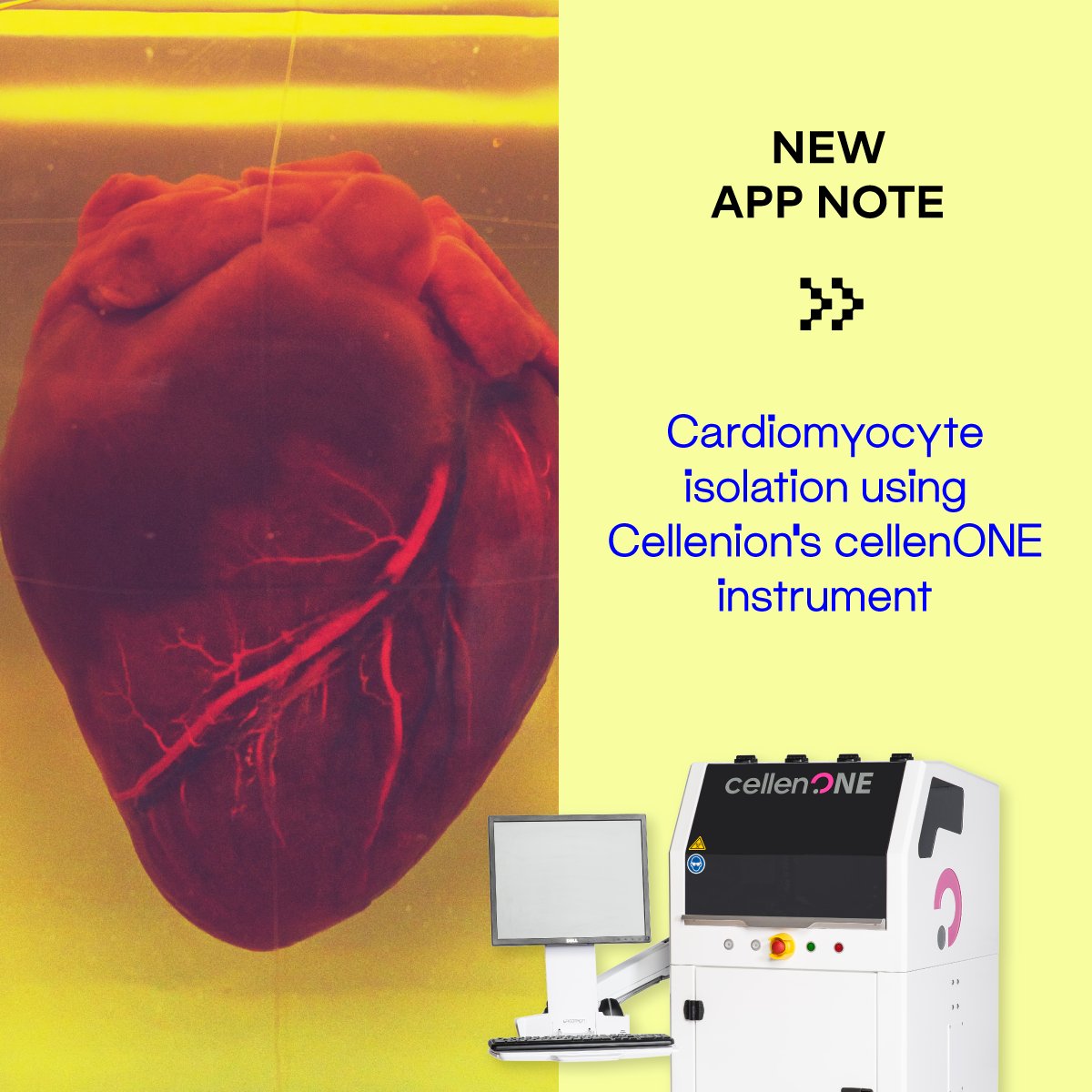 New Application Note!

Cardiomyocyte isolation using Cellenion’s cellenONE® instrument

To read the application note, click here: lnkd.in/eAM8nx43

#singlecell #isolation #cardiomyocyte #proteomics #transcriptomics