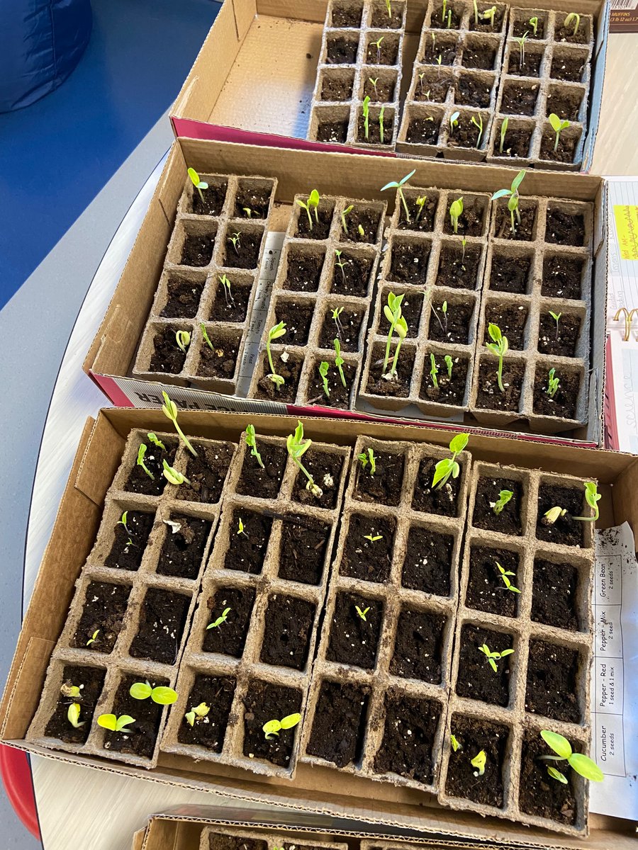 Elem_Magic's tweet photo. It’s been one week since we planted seeds and look at these little veggies go! 🍅🥒🌶️🫑 #communityserviceproject https://t.co/WoYyoTam0i