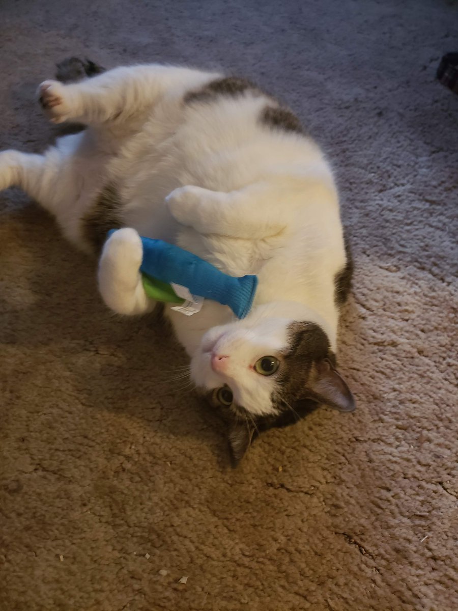 WaldoOlliver's tweet photo. #RememberWaldo
I realize today is #ThrowbackThursday , but how can we ever forget Waldo and his #JellyBellyFriday poses. He loved to roll around with his favourite nip toy. https://t.co/UMgVfGuxGM