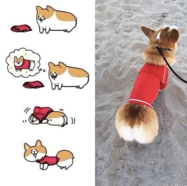 #corgi #corgifun