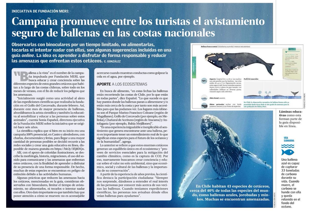 Innovación de @ElMercurio_cl destaca hoy la Campaña Ballena a la Vista de Fundación MERI. Es una experiencia inigualable e inexplicable encontrarse ante una ballena, pero es importante tener un entendimiento REAL de lo que significan estas especies para el futuro de la humanidad