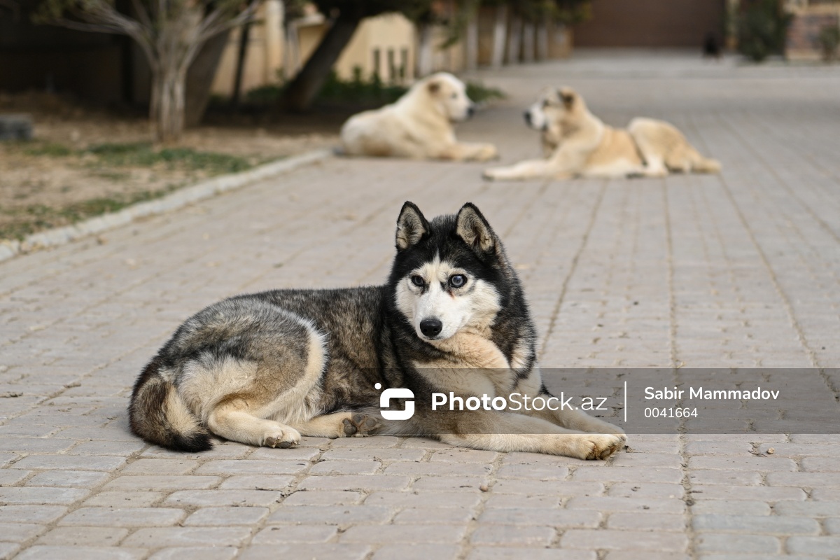 PhotoStockaz's tweet photo. "Gözəl dünya" heyvan sığınacağı
#heyvan #sığınacaq #pişik #itpişik #evheyvanları #küçəheyvanları #baxım #yuva #heyvansahiblənmə #sahibsizheyvanlar #shelter #bakı #azərbaycan #photo #stock #Azerbaijan #Baku #animals #animallover
🐕 Ətraflı: https://t.co/LysY6TOQrS https://t.co/zPqNrlItxB