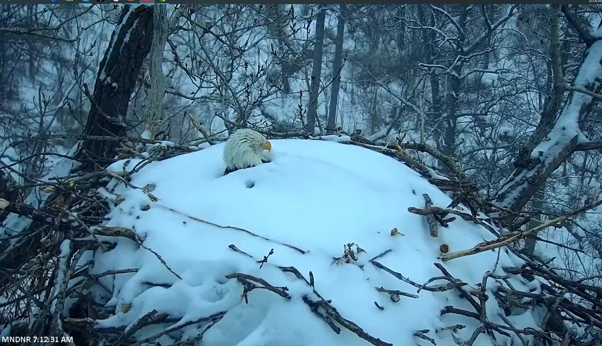 Poor Momma eagle. Thanks to the <a href="/mndnr/">Minnesota DNR</a> Eagle Cam for this vision of a dedicated and patient parent, still on the nest, during a snowstorm! #mnwx