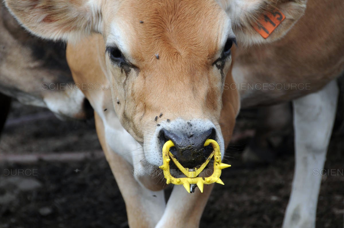 In the vile dairy industry, farmers put a spiked ring on baby cows' noses so they don't drink the milk intended for them. Cow's milk is for baby cows. Stop Supporting Animal Cruelty GoVegan🌱🌎 #Dairy #AnimalRights #GoVegan #EndSpeciesism #Vegan #RosesLaw