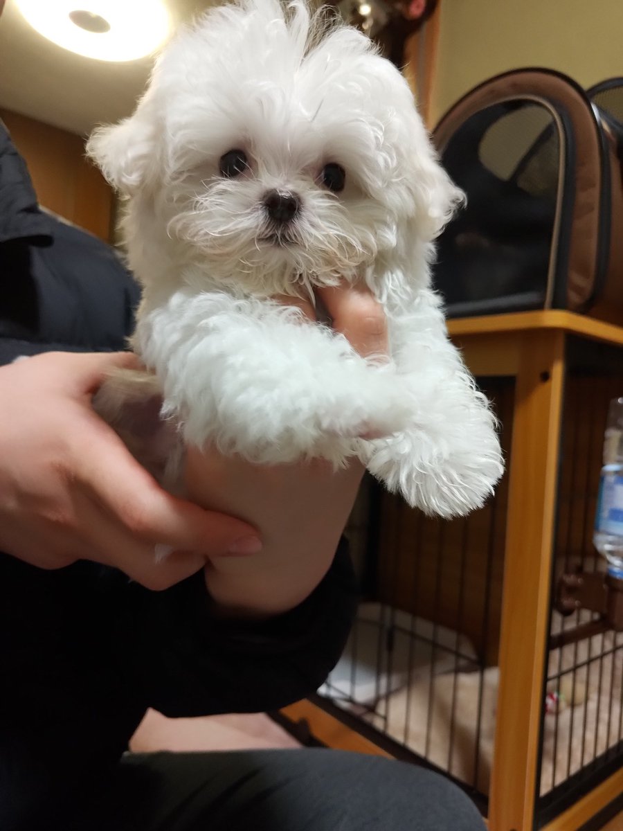 AcchonBurike84's tweet photo. 我が家にマルチーズちゃんがやって来ました。名前はまだ考え中です。初めてわんちゃんを飼うのでドキドキですが、これから一緒に人生を歩むとなると楽しみでいっぱいです。わんちゃん仲間も作っていきたいので、気軽にフォローお願いします🙏 https://t.co/MO8BX6TRrX