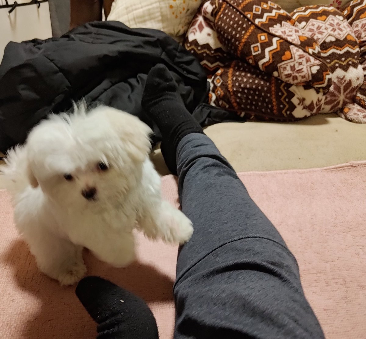 AcchonBurike84's tweet photo. 我が家にマルチーズちゃんがやって来ました。名前はまだ考え中です。初めてわんちゃんを飼うのでドキドキですが、これから一緒に人生を歩むとなると楽しみでいっぱいです。わんちゃん仲間も作っていきたいので、気軽にフォローお願いします🙏 https://t.co/MO8BX6TRrX