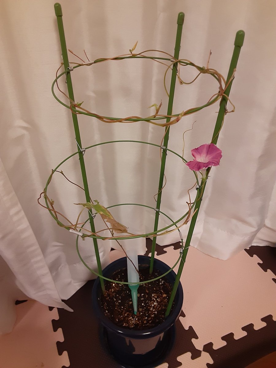 moti_ensemble's tweet photo. 今日、久しぶりに朝顔の花が咲きました。子供が5月頃、学校から朝顔の種をもらってきて、一時期は沢山の花も見れましたが、秋頃からは寒くなったためかなかなか見れず。。秋頃からは室内で育てていて、段々と元気を失���つつも、しっかりとそこに生きている…そんな風に感じます。 https://t.co/Ddkbta6Iaz