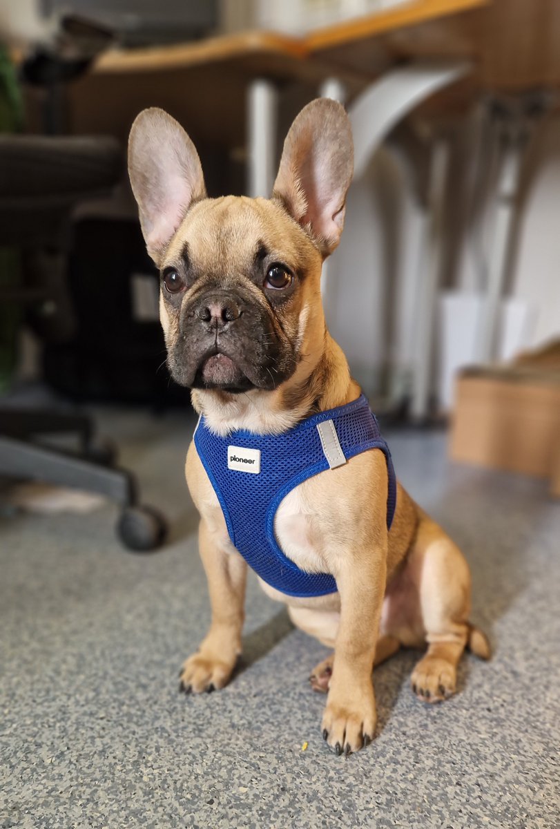 This poser was handed into Mountjoy Garda Station today after being found on the North Circular Road in Phibsborough, Dublin 7 🐾

Anyone who recognises him and may have proof of ownership is asked to contact the station on 01 6668600 📞

#HeretoHelp 👮