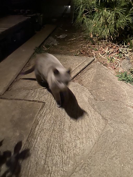 猫の写真下手くそ部部員を見送りに来てくれた。ありがとな。 