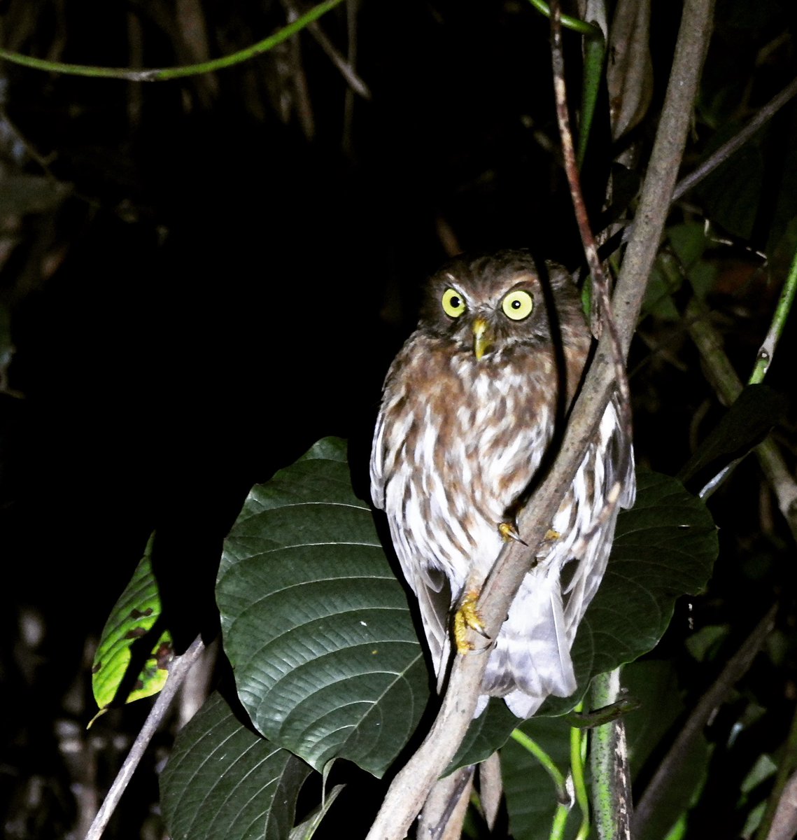 PlantChaser's tweet photo. Luzon boobook (Ninox philippensis)
Subic
February 2023
Bird#183
#luzonboobook #philippinehawkowl #boobook #owl #bird #birdphotography #birding #birdwatching #wildlife #birdsinhabitat #wildbird #philippinebirds #nature https://t.co/6kJGCbS2a7