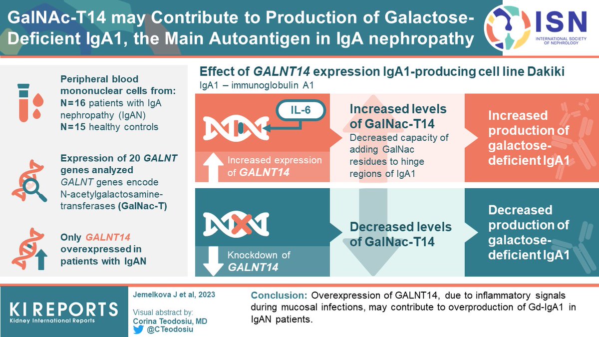 KIReports's tweet image. #GalNAc-T14 may contribute to production of galactose-deficient IgA1, the main autoantigen in #IgA nephropathy

#VisualAbstrac by @CTeodosiu 

kireports.org/article/S2468-…