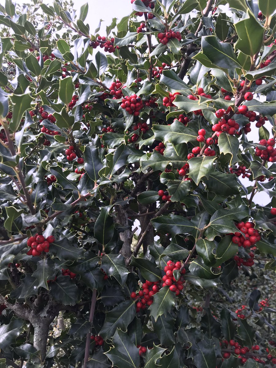 TeiaG2012's tweet image. Cultiu de #grèvol #Ilexaquifolium per a vendre tallat, per a fer rams i decoració en general.  #vivers #viveristes #SantHilariSacalm