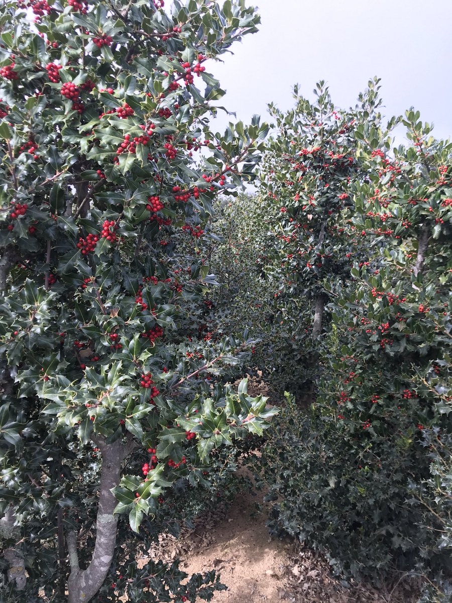 TeiaG2012's tweet image. Cultiu de #grèvol #Ilexaquifolium per a vendre tallat, per a fer rams i decoració en general.  #vivers #viveristes #SantHilariSacalm