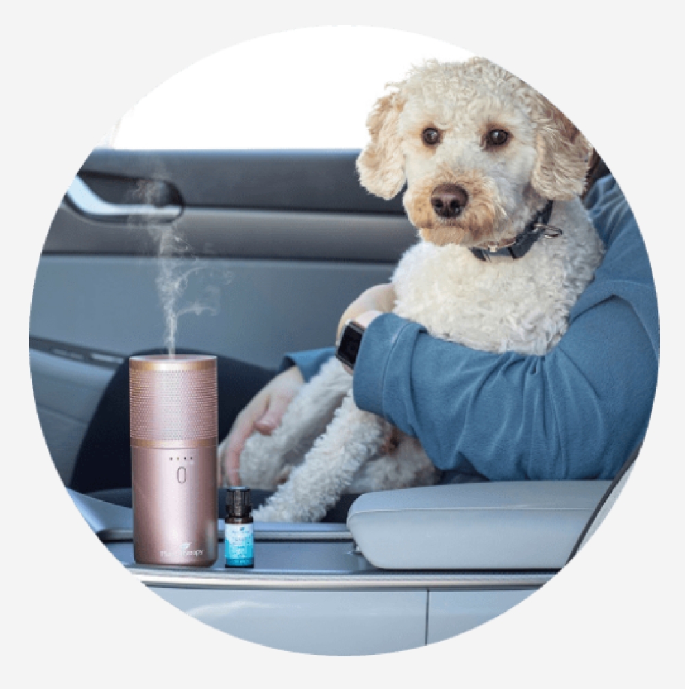 automerchmart's tweet photo. Rose Gold Portable Diffuser https://t.co/blgplM6Ai2 https://t.co/jmu5slVdIf