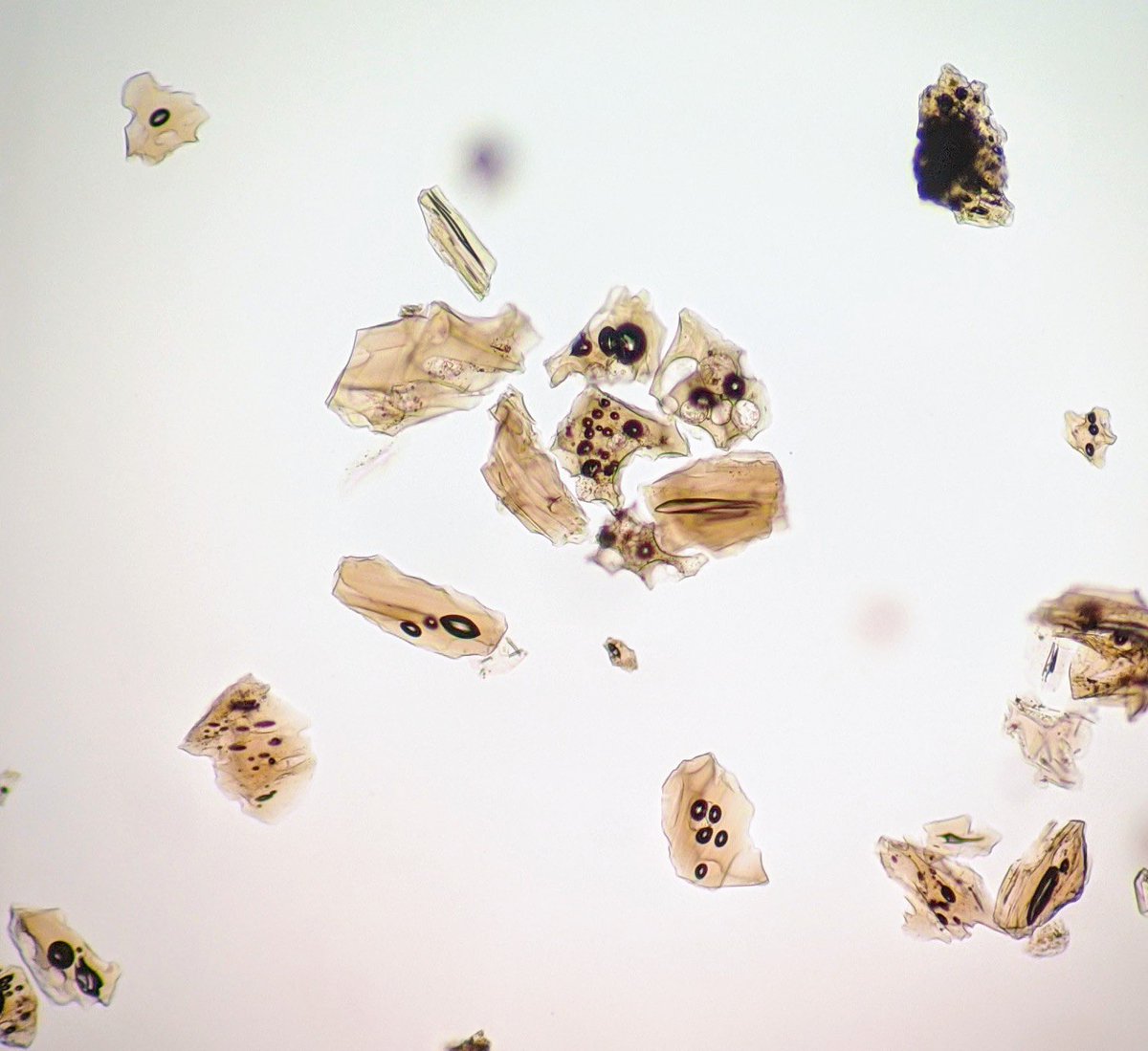 Josh Pike tweet media