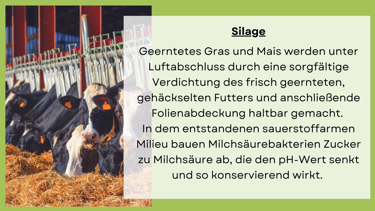 #Milchkühe nehmen 70 % ihrer Nahrung als #Grundfutter auf, genauer gesagt als Gras- und Maissilage sowie Weidegras. Doch was ist eigentlich #Silage?🤓
#DialogMilch