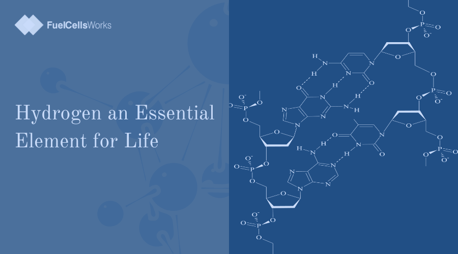 fuelcellsworks's tweet image. Despite being essential for life, #Hydrogen is one of the rarest elements on Earth, making up less than 1%. It's a component of water and organic molecules, plays a crucial role in DNA, and participates in photosynthesis. #Hydrogen #LifeEssential
Follow @fuelcellsworks for more