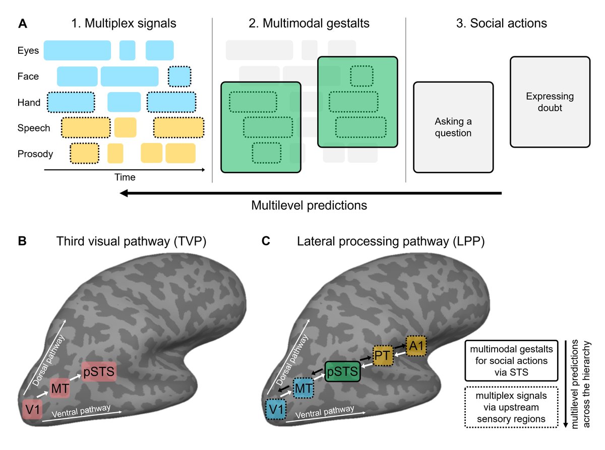 cimec_unitrento's tweet photo. 📃🔍New perspective on #multisensory processing in face-to-face interactions, bridging recent frameworks in #psycholinguistics and #sensory neuroscience from #CIMeC’s CAtS group @stefbenetti @PavaniFrancescp (+imminent CIMeCer @ambrafer) in @FrontiersIn
https://t.co/9dy5NkBpXW https://t.co/7eyQCIhKz1