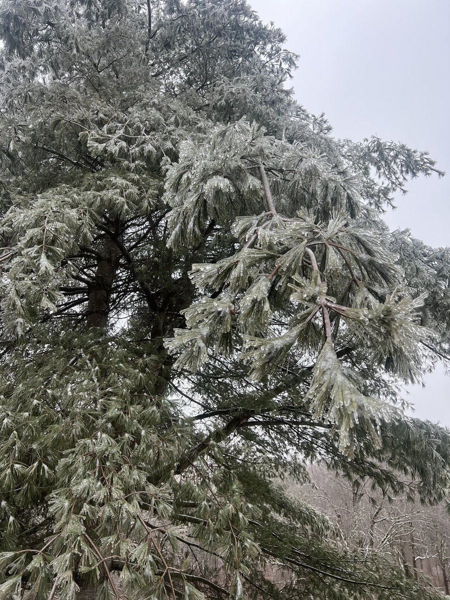 25_joshwhite's tweet photo. ice hanging down branches  in goshen @bobmaxon @ryanhanrahan https://t.co/YJmltd9ioi