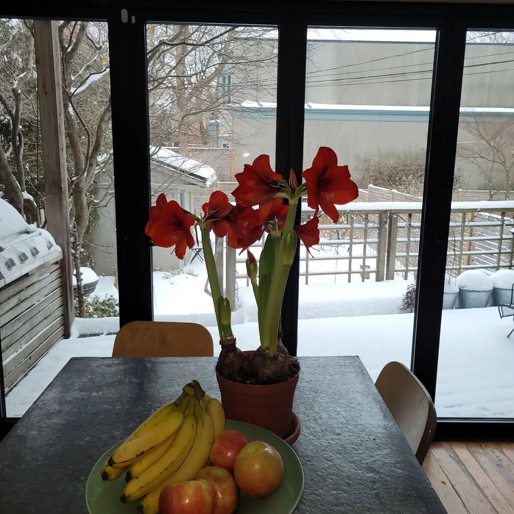 Amaryllis from Caroline Devris and Tradewinds Int. Making this snowy day a little more coluorful! <a href="/flowerbulblady/">Flowersbulbsrus.com</a> instagr.am/p/CpAbmXHuDrn/