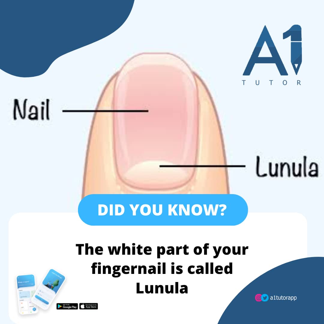 A1tutorapp's tweet photo. Did you know?
You never knew right

Well you're welcome,
Stick with us for more enthralling content.

#WhatsApp #Thursday #onlinelearning https://t.co/8UVBcgxGvP