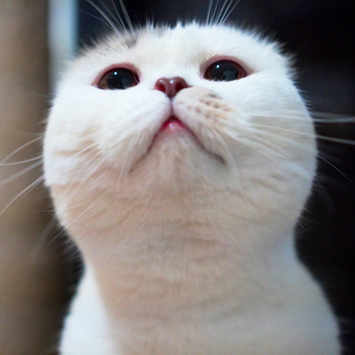 ૮꒰˵• ﻌ •˵꒱ა tweet media