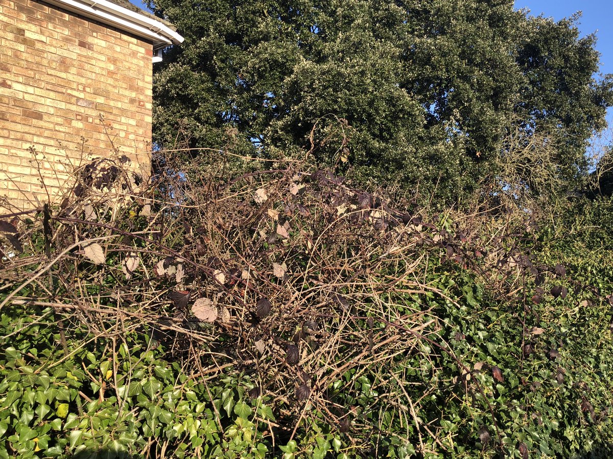 ClaireGribben6's tweet photo. Lovely to see the pack of sparrows in the hedges this morning on my walk, shows how much #leftfornature and #greencorridors make a difference to wildlife. Difficult to see them on this picture but they are there 😍 https://t.co/4oRc4ah4pK