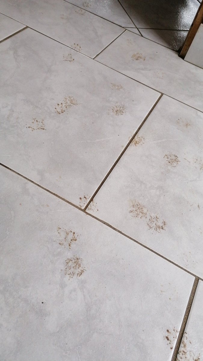 cernusson's tweet photo. When you've just cleaned the floor...
#CatsOfTwitter #TacoTango https://t.co/rCmmEfoCrX