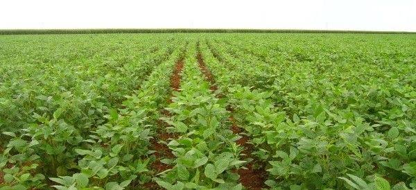 A chacina de SINOP não pode ser ignorada. O nome da cidade é uma sigla para Sociedade Imobiliária Noroeste do Paraná. Ou seja, não é uma cidade, mas uma sociedade imobiliária de colonizadores que tomaram posse do espaço para transformá-lo completamente em Campos de soja.