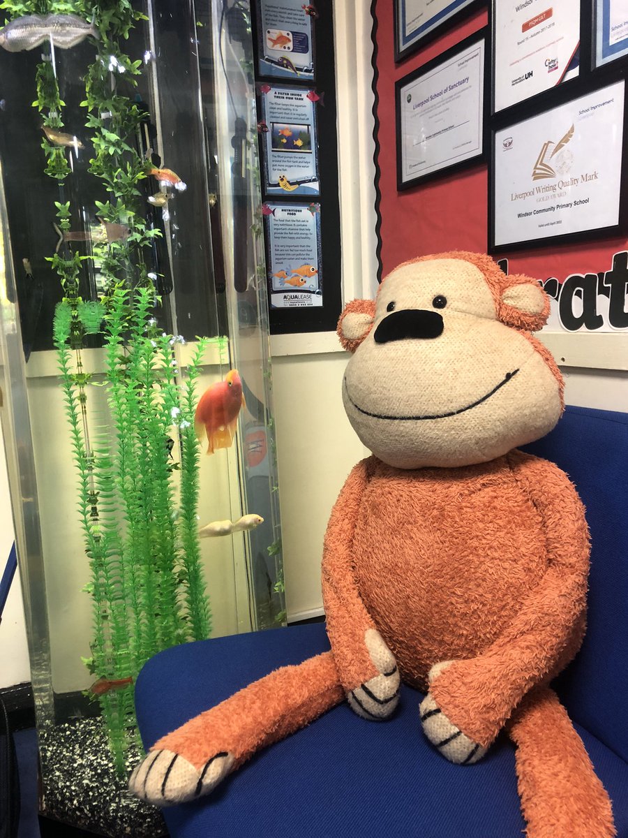 Monkey is at a primary school in Liverpool today with year 2 @LJMU nursing students finding out what nurses do, where to go for help and sharing their own NHS exp @hodgygarra #cypexp @helensadler4