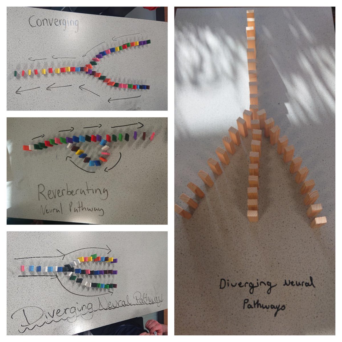 Miss_I_Iqbal's tweet image. Higher Human Biologists kicked off unit 3a Neurobiology with some brilliant neural pathway models!! 🙌 #converging #diverging #reverberating @LesmahagowHigh @SSERCBiology