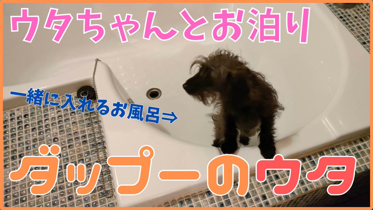 ダップーのウタ tweet media