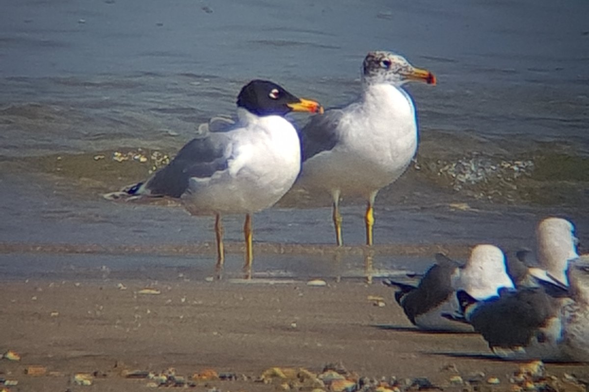 Het zijn toch wel de koningen onder de meeuwen: #reuzenzwartkopmeeuw! Tijdens de @birdingbreaks reis naar Oman zagen we er diverse. Wat zou het geweldig zijn om deze ook eens op #Texel te zien! Foto genomen door de Harpia 95 van @ZEISSBirding @CameraNU_nl #Oman